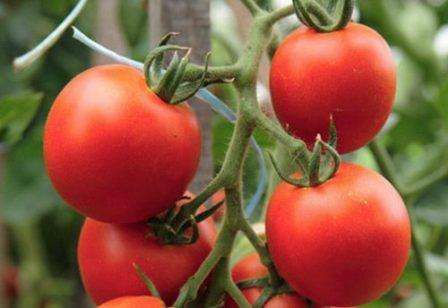 Чтобы помочь помидорам опылиться, слегка потрясите цветочные кисти. 