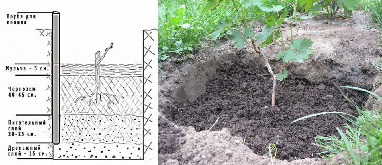 как правильно посадить черенки винограда