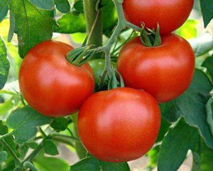 Дачники заметили, что томат Дачник не отдает все плоды сразу. 