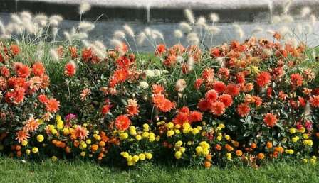Низкорослые цветы для сада весьма подходят для создания великолепных и красочных композиций.