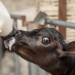 Выбор качественного корма для животных