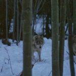 «Деревенские медведи» (2002): увлекательный музыкальный фильм для всей семьи